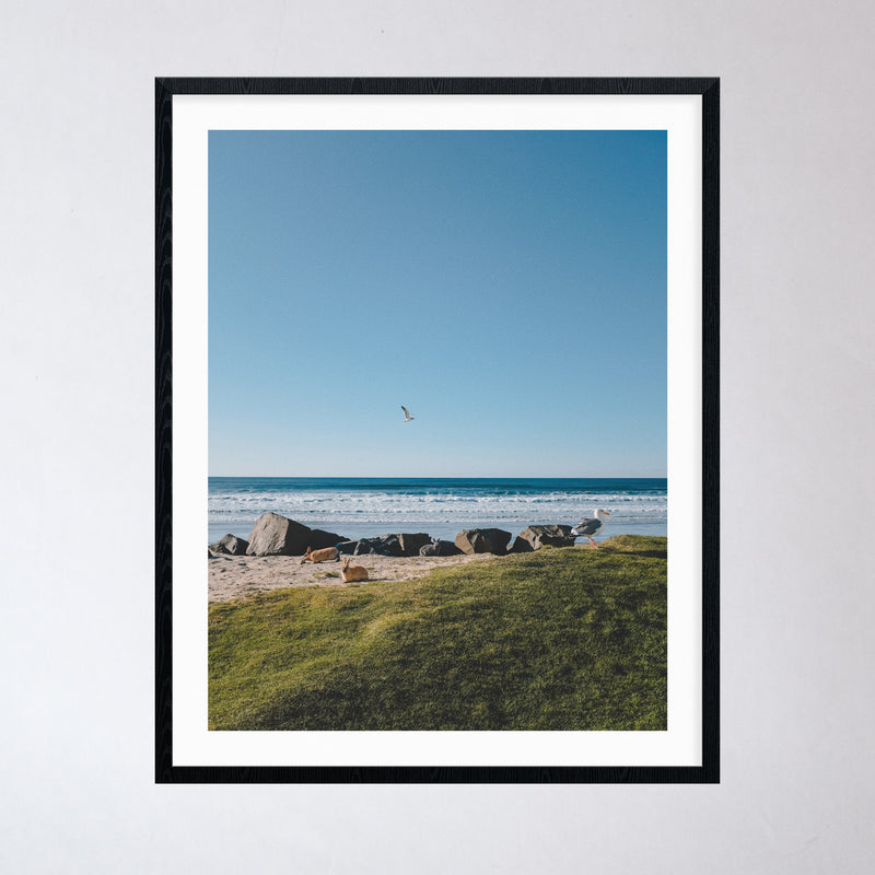Coastal Creatures Photography Print